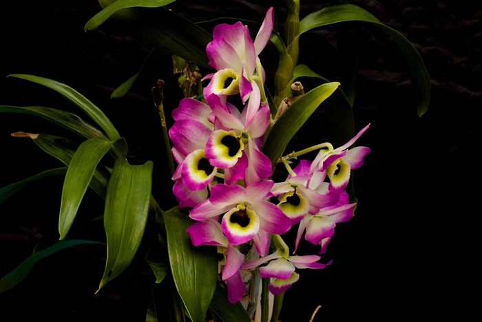 Close-up of a cluster of pink and white orchids with yellow and black centers