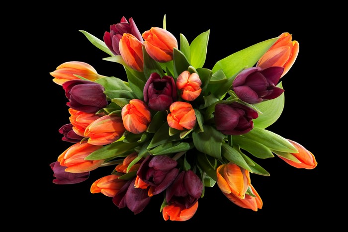 Bouquet of orange and dark red tulips on a black background