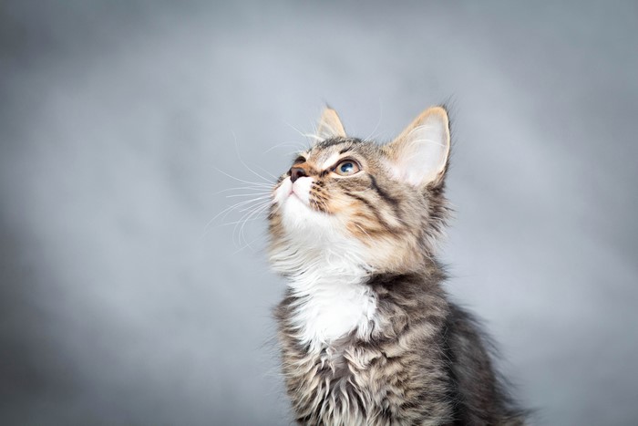 A tabby kitten looks up