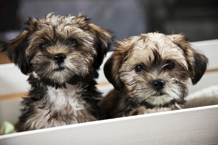 Two fluffy puppies in a white box