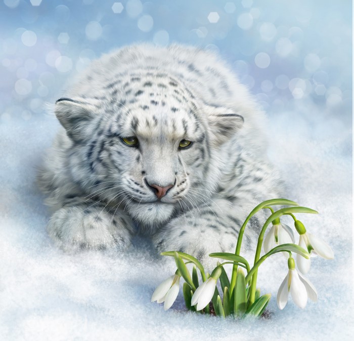 Snow leopard cub with snowdrops in snow