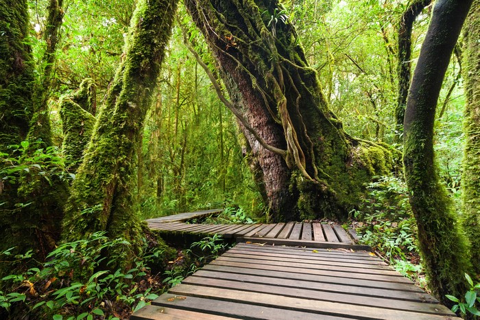 Wooden boardwalk through moss-covered trees in Doi Inthanon National Park, Thailand