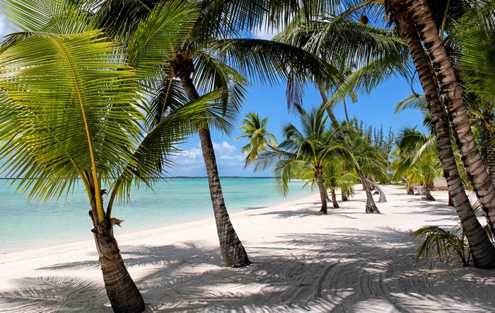 Tropical beach with palm trees and turquoise water