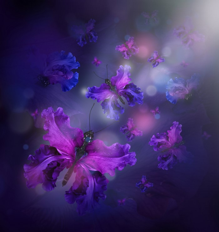 Butterflies made of irises on a dark background