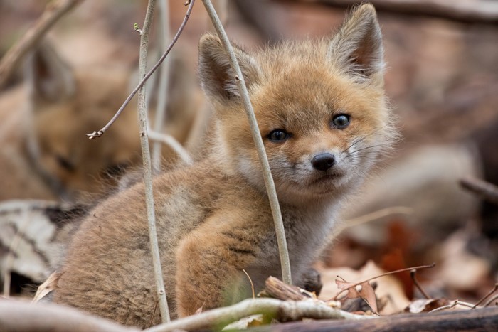Red Fox Cubs in Forest