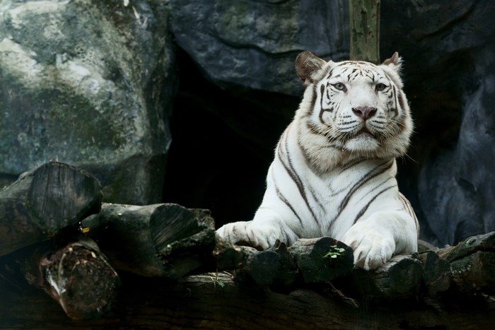 White tiger lying on logs in front of a cave