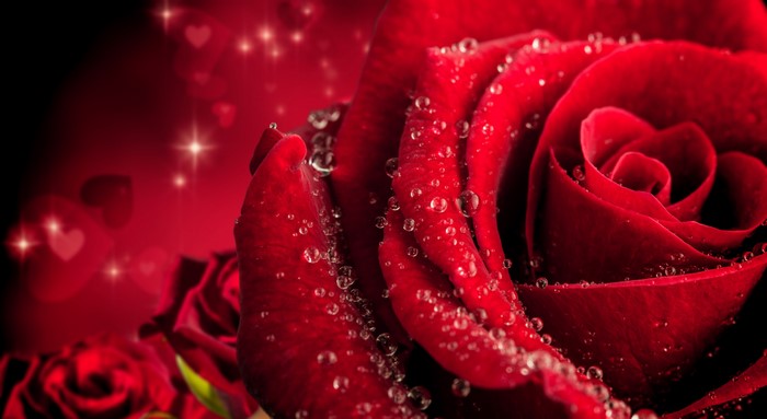 Close-up of a red rose with water droplets