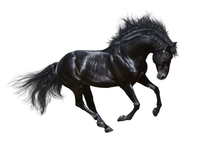 Black horse running on white background