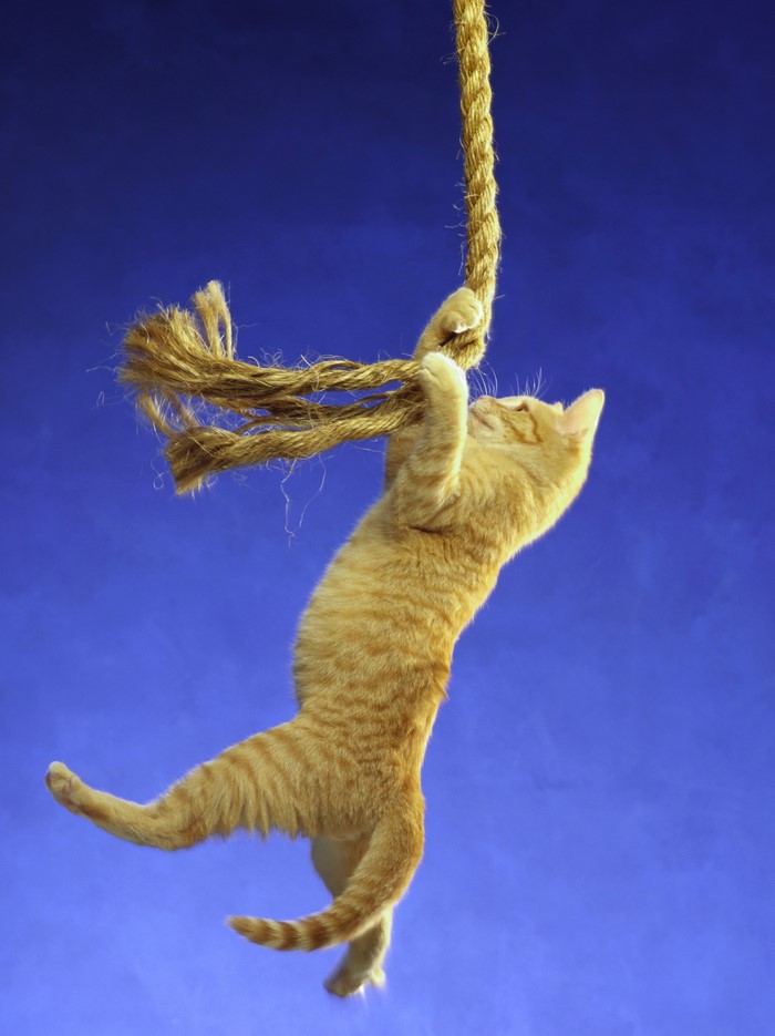 Orange tabby kitten climbing a rope