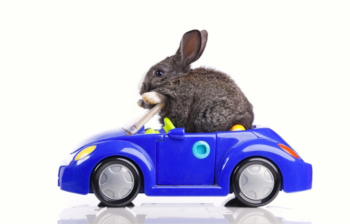 Rabbit in a blue toy car