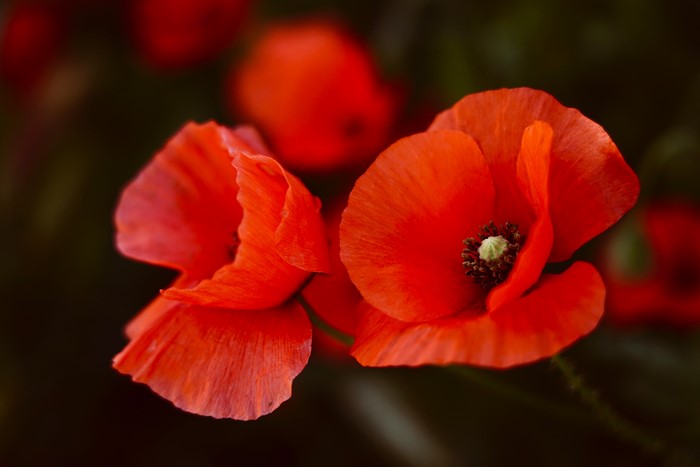 4K Close-up of Red Poppies