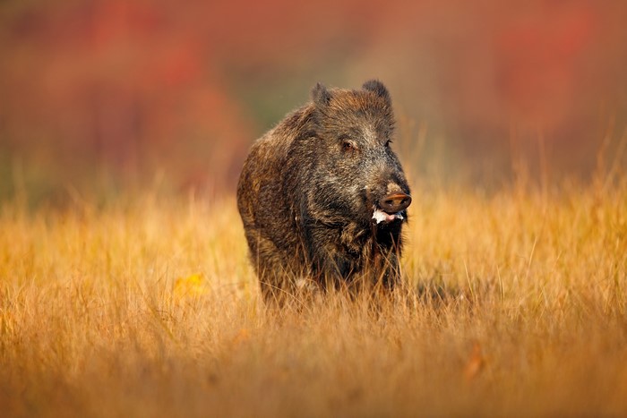 Wild boar in tall grass