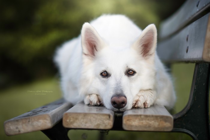 White Swiss Shepherd Dog on a Bench