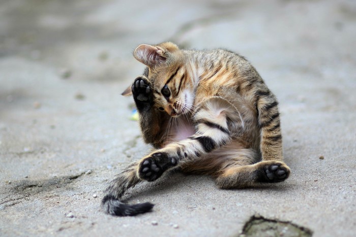 Kitten grooming itself on a concrete surface