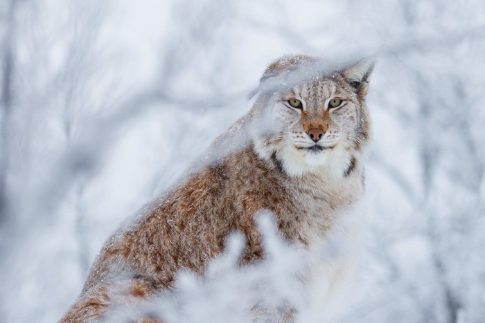 Lynx looking through snow-covered branches