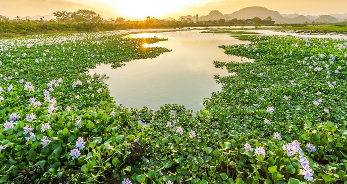 Water hyacinths with purple flowers in a pond at sunset in Vietnam