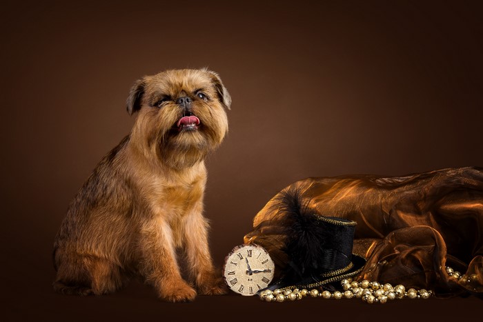 Brussels Griffon dog with clock and hat