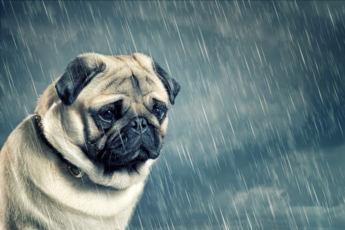 Sad pug in the rain
