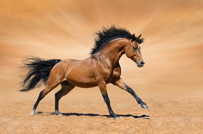 Brown horse running on sand