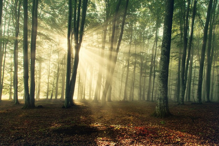 Sunbeams filtering through a misty forest