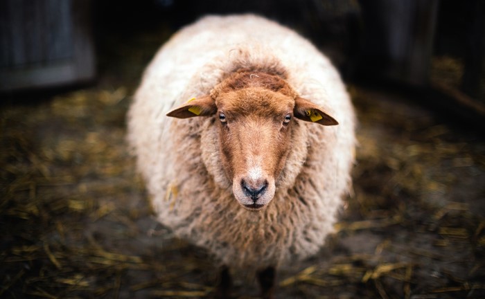 Sheep with yellow ear tags