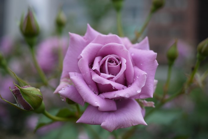 Violet rose with water droplets and buds