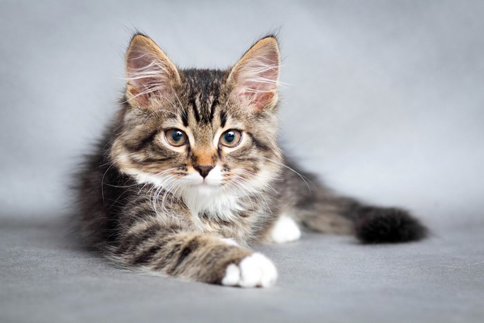 A fluffy tabby kitten with white paws