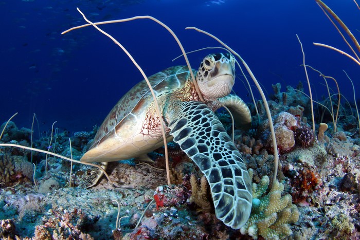 Green Sea Turtle Exploring Coral Reef