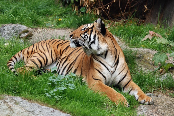 Tiger lying on grass