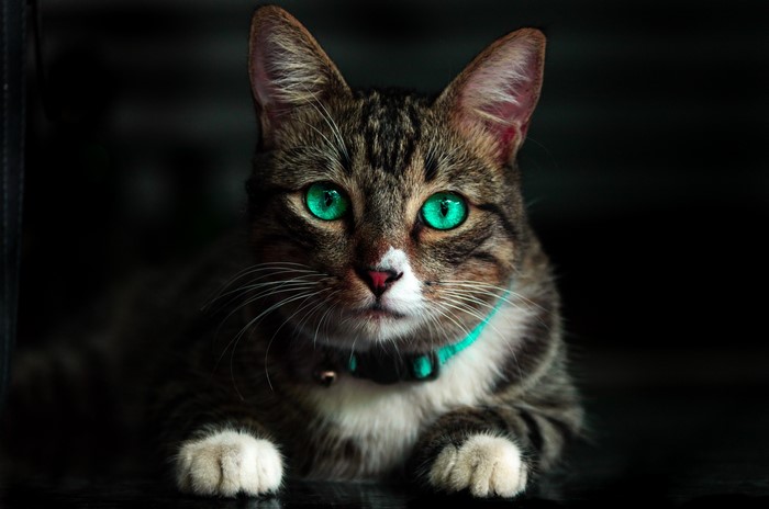 Tabby Cat with Bright Green Eyes