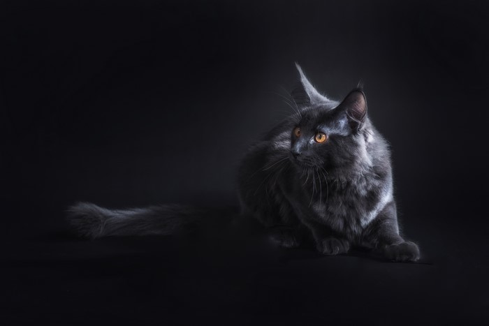 4k 5k 6k Cats Maine Coon Hd Wallpaper Rare Gallery 3482