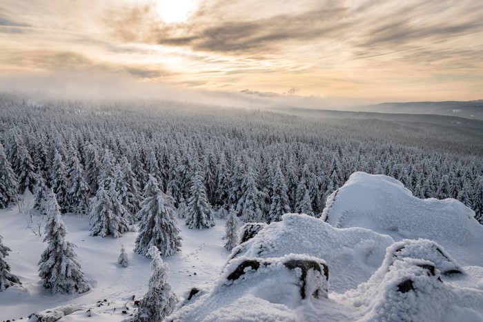Snow-covered spruce forest in Lower Saxony, Germany