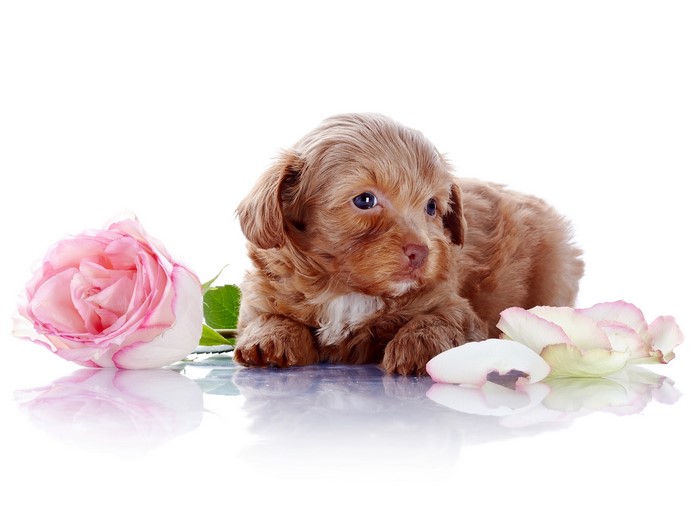Brown puppy with pink rose on white background