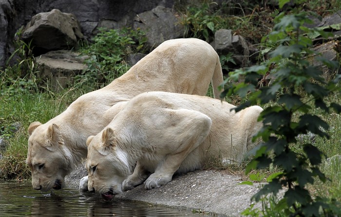 Two white lions drinking water