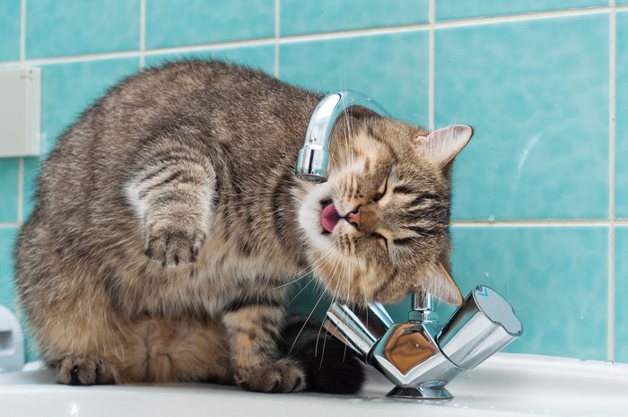 Cat drinking water from a tap