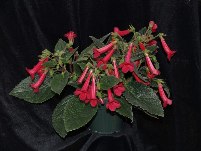 Red Sinningia plant with green foliage
