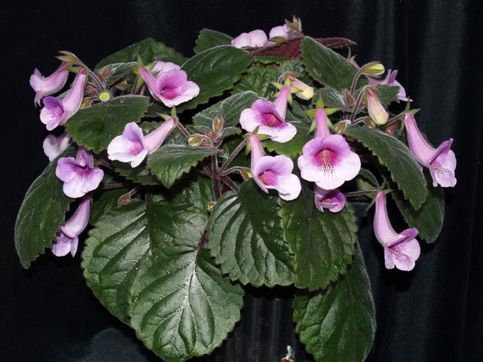 A potted Sinningia plant with pink and purple flowers