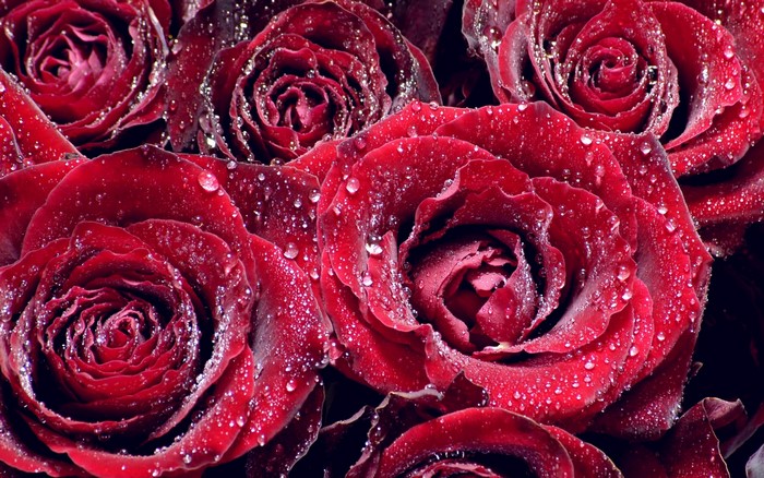 Close-up of red roses with water droplets