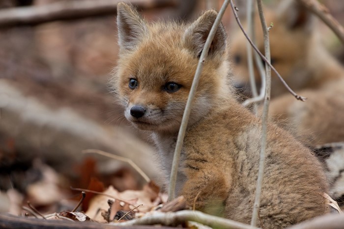 Fox Cubs in Forest