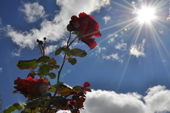 Red roses against a bright sunny sky with clouds