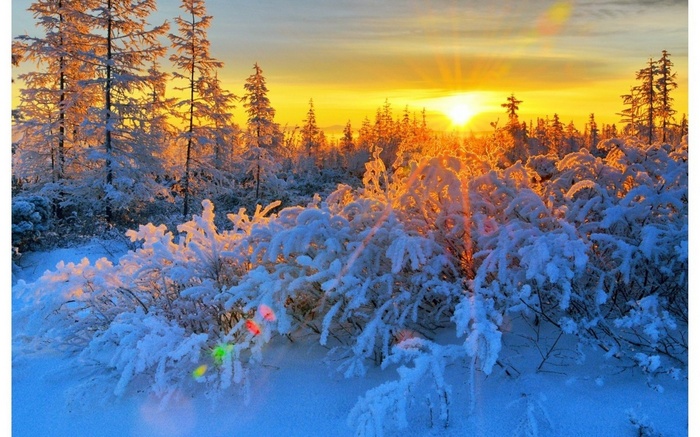 Winter forest at sunrise with snow-covered trees