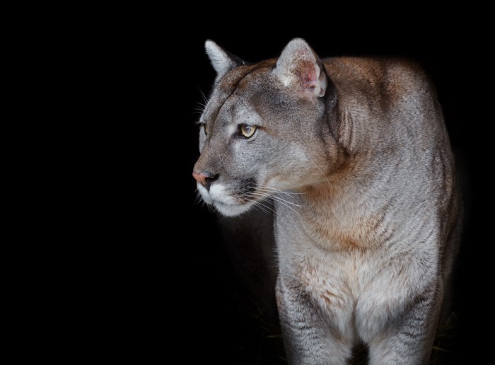 Cougar looking to the left on a black background