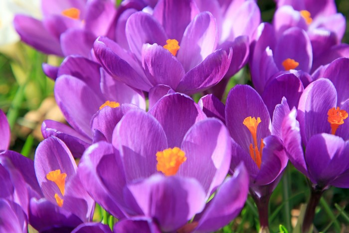 Purple Crocus flowers with orange stamens