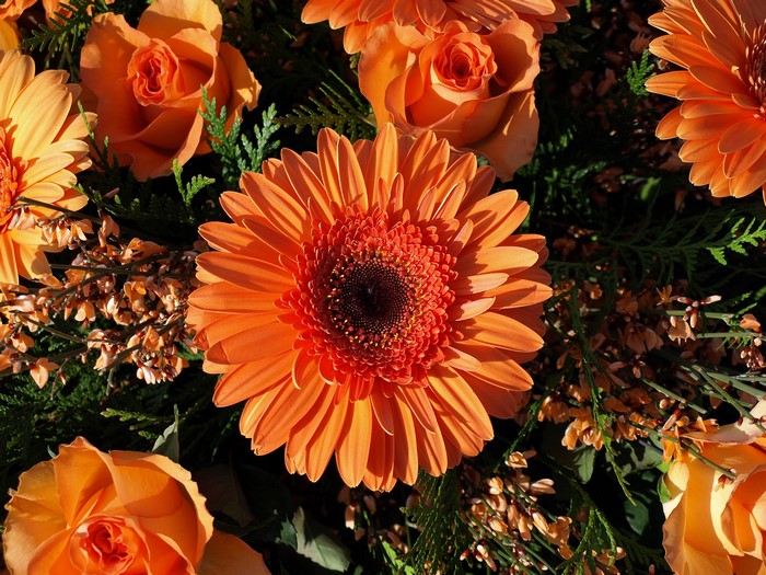 Orange Gerbera Daisies and Roses Floral Arrangement