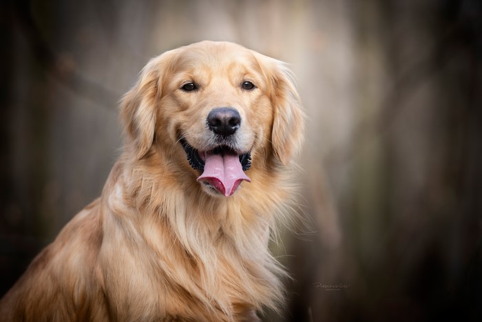 Golden Retriever Dog with Tongue Out