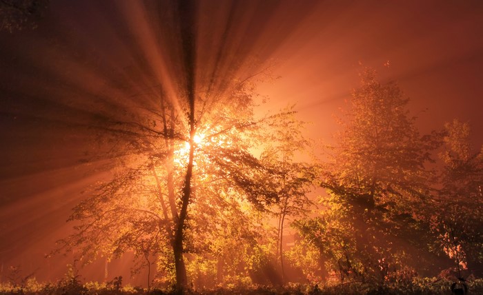 Sunbeams shining through trees at sunset