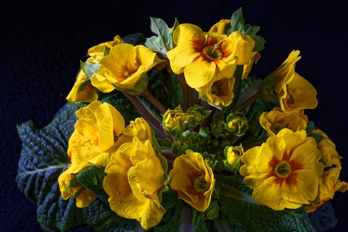 Yellow Primula flowers with dark background