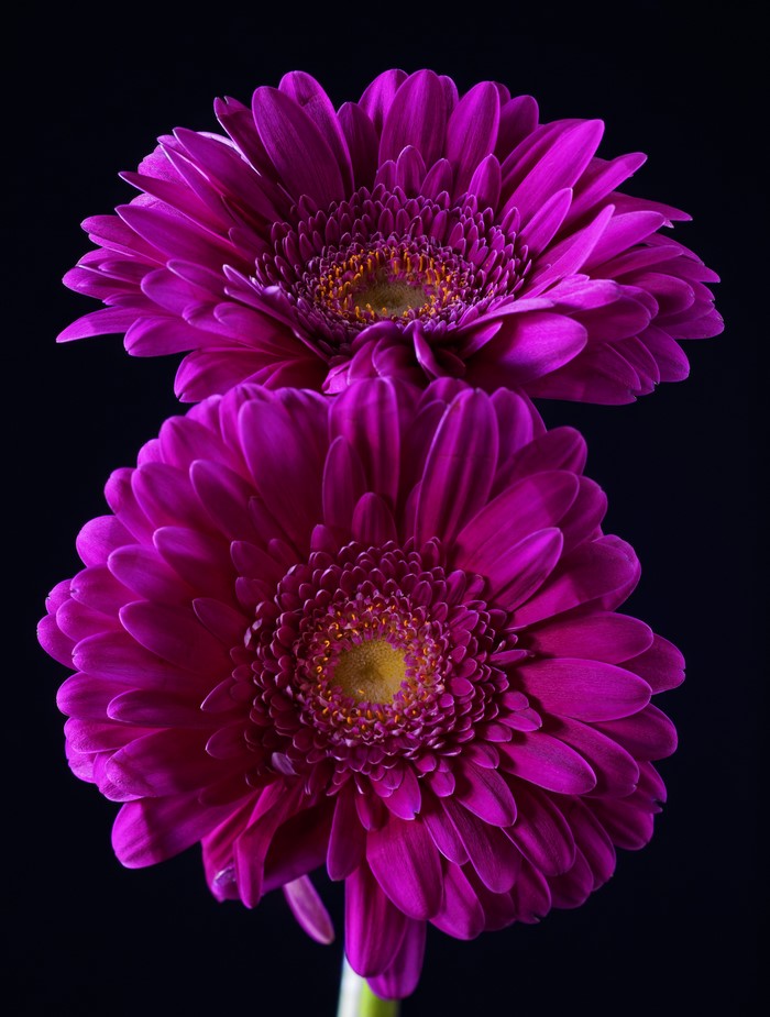 Two violet Gerbera daisies on a black background