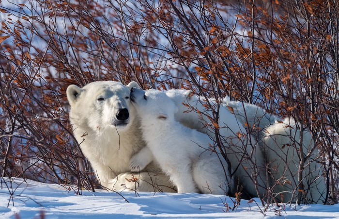 Polar bear mother with cubs in winter brush