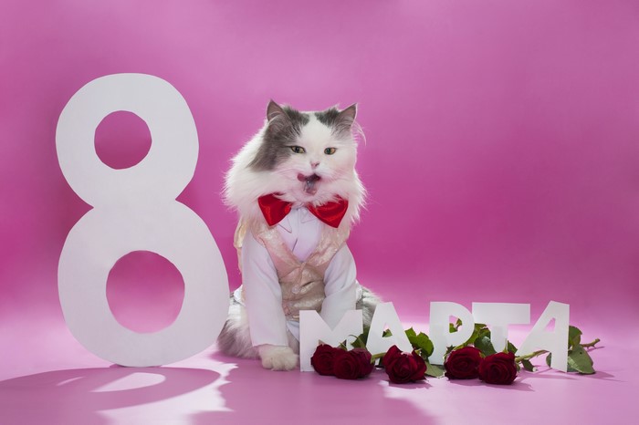 Cat in a suit with roses and number 8 for March 8
